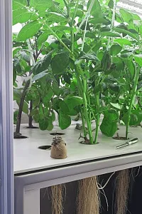 Аэропонная установка VeFarm-Aero Аэропонная установка VeFarm-Aero
